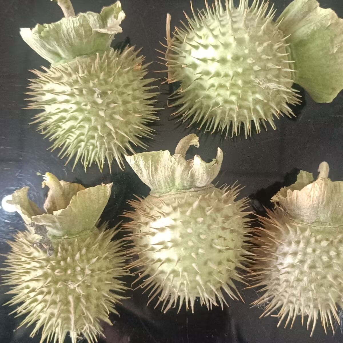 Высококачественные натуральные – обзор и цена Potpourri Dried Flower