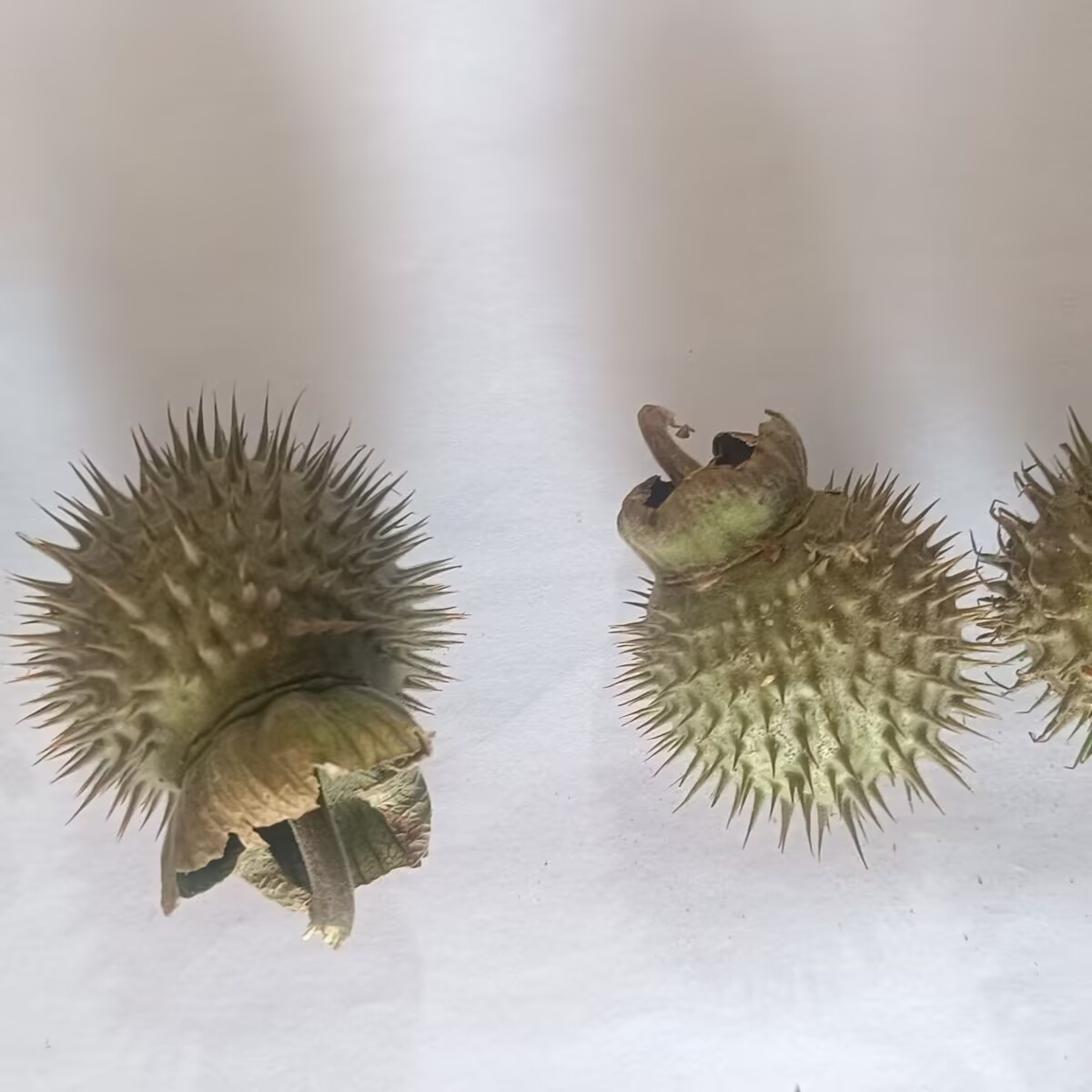 Высококачественные натуральные – обзор и цена Potpourri Dried Flower